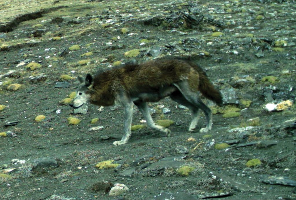 Luppo himalayano. Foto Wikimedia Commons