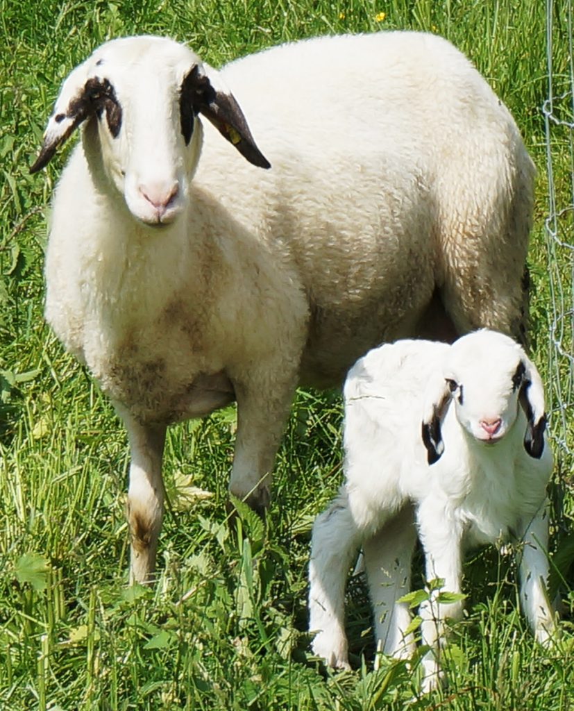 Pecore di razza tingola - Foto Naturpuur - Wikimedia Commons,  CC BY-SA 4.0