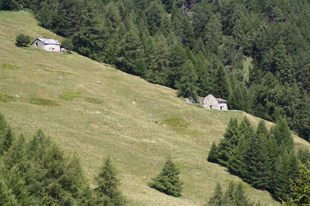 Pascolo. Foto Wikimedia Commons