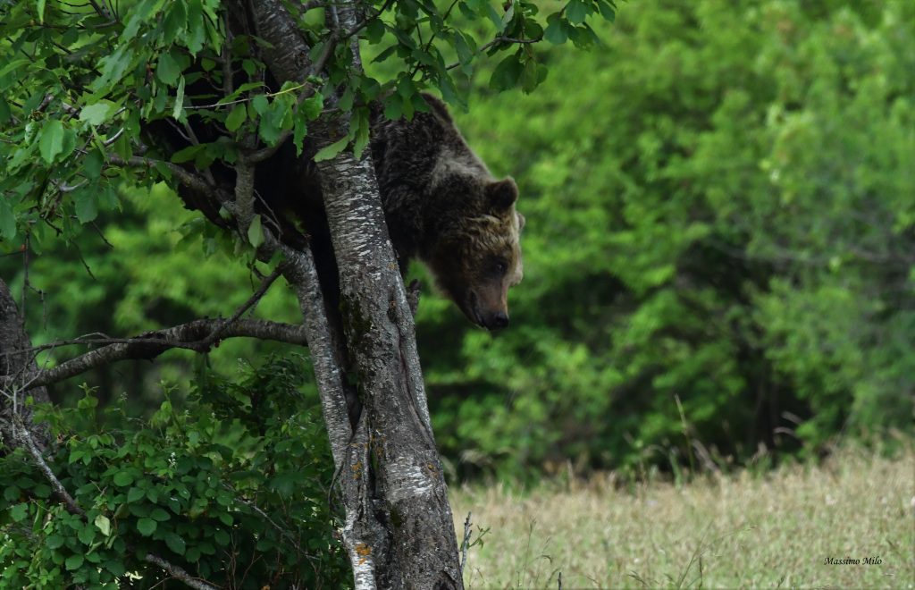 Orso marsicano - Foto Massimo Milo