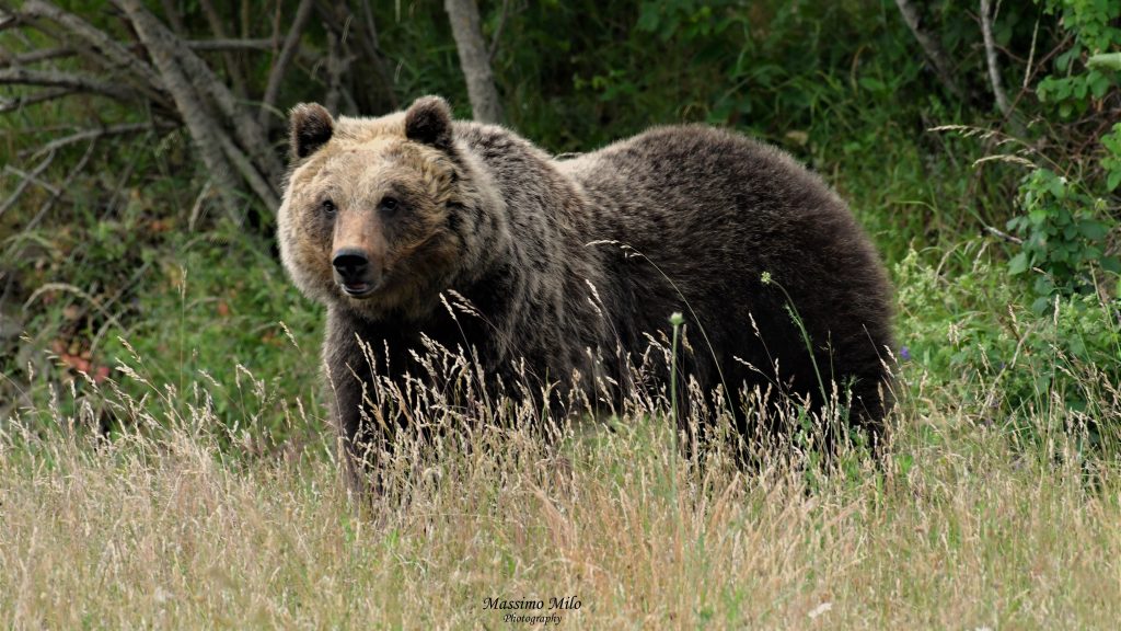 Orso marsicano - Foto Massimo Milo