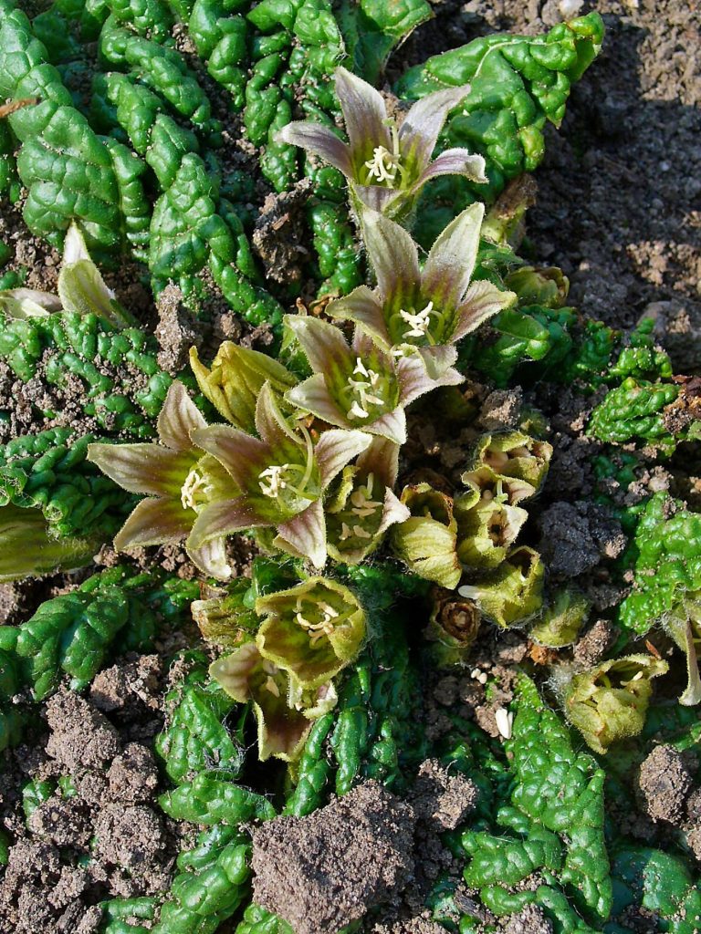 Mandragora - Foto  H. Zell - Opera propria - Wikimedia Commons, CC BY-SA 3.0