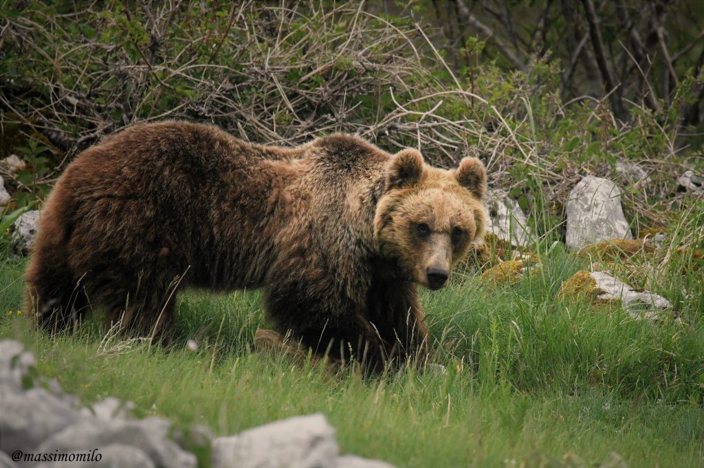 orso marsicano, salviamo l'orso