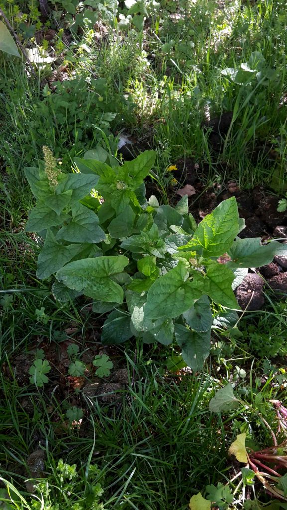 Orapi - Foto Cerqua Kassandra - Wikimedia Commons, CC BY-SA 4.0