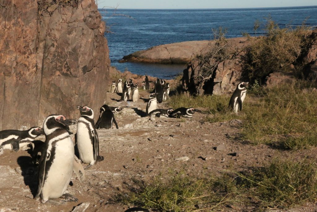 Foto Ralph Vanstreels, UC Davis