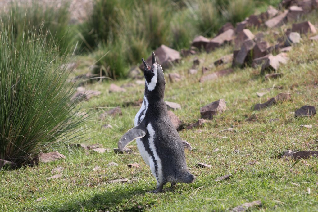 Foto Ralph Vanstreels, UC Davis