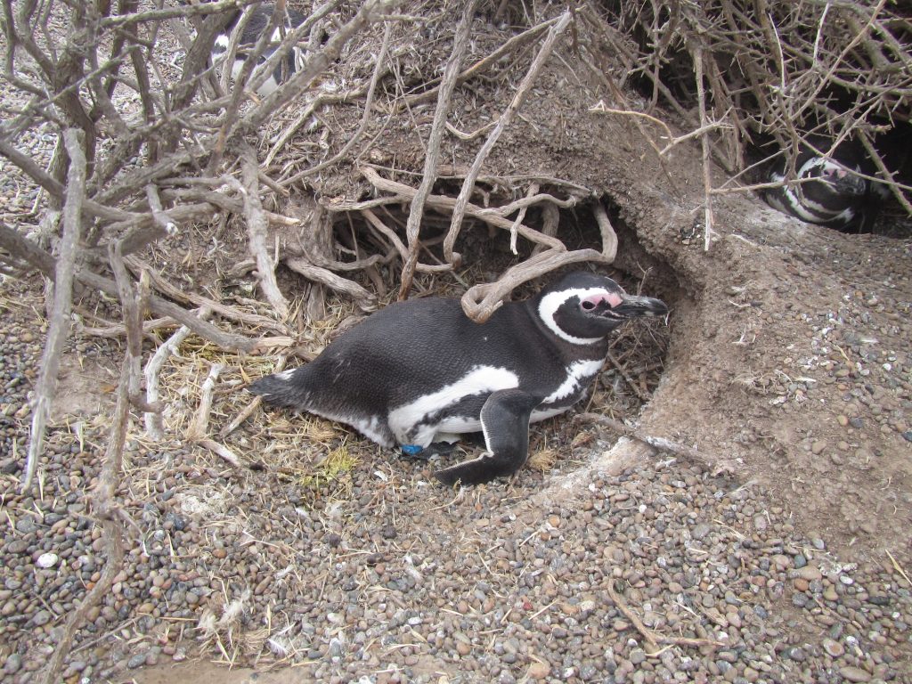 Foto Ralph Vanstreels, UC Davis