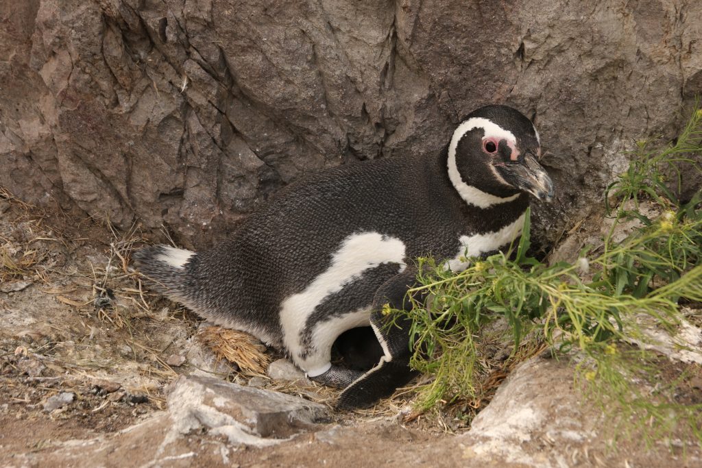 Foto Ralph Vanstreels, UC Davis