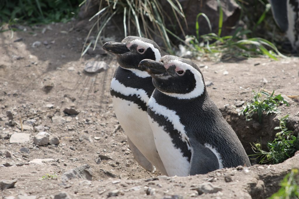 Foto Ralph Vanstreels, UC Davis