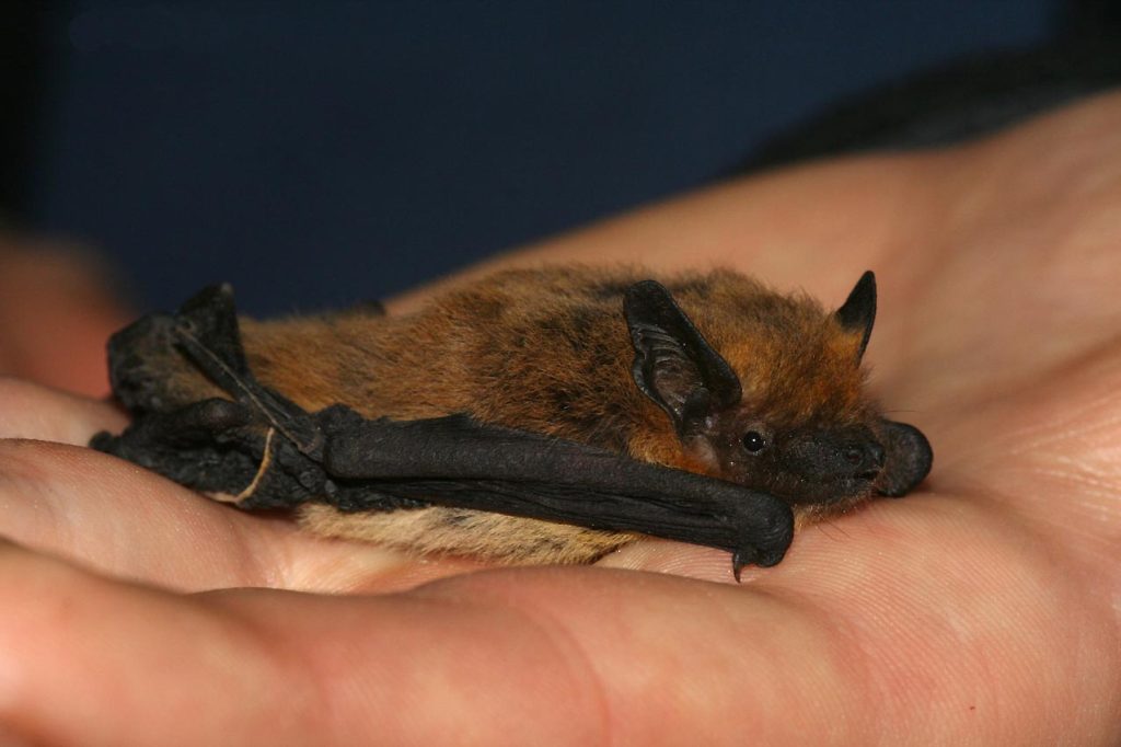 Pipistrello albolimbato - Foto  Leonardoancillotto86 - Wikimedia Commons, CC BY 3.0