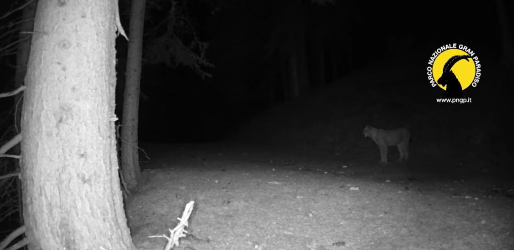 Avvistamenti mediante fotorappola nel PNGP