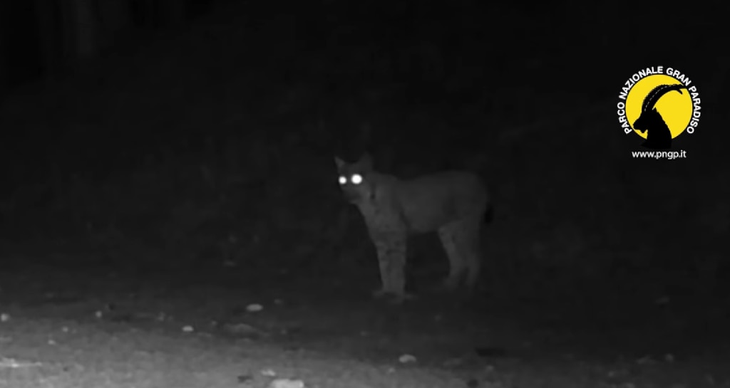 Avvistamenti mediante fotorappola nel PNGP