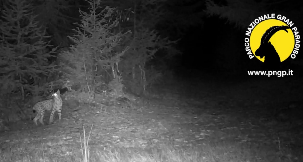Avvistamenti mediante fotorappola nel PNGP