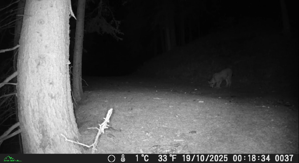 Avvistamenti mediante fotorappola nel PNGP