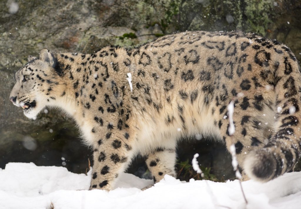 Leopardo delle nevi. Foto Wikimedia Commons