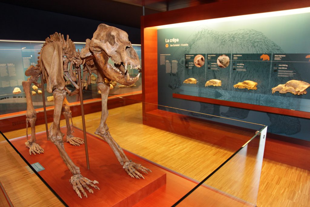 Ricostruzione dello scheletro di un Ursus spelaeus ladinicus. Foto Wikimedia Commons