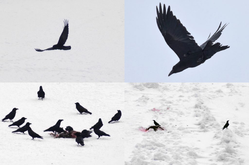 Corvi si nutrono di carcassa di capriolo. Foto Wikimedia Commons