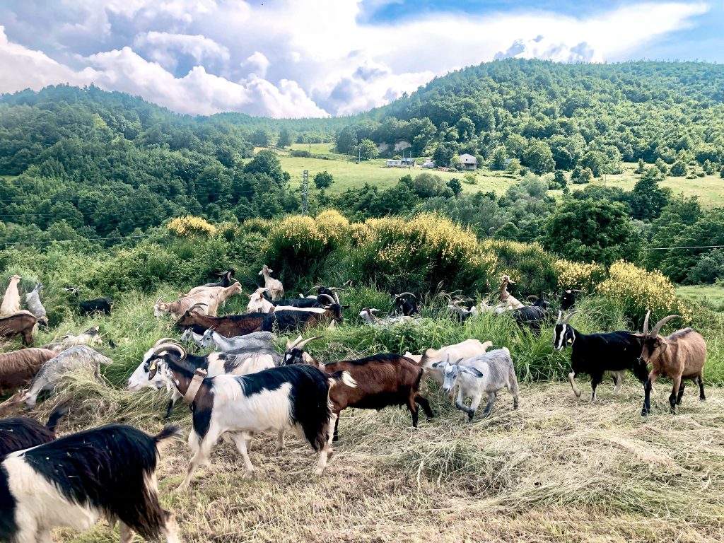 Un frame da "Ritorno al Tratturo"