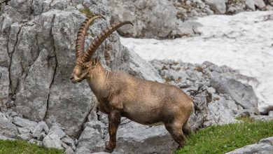 nature over borders, parco dello stelvio