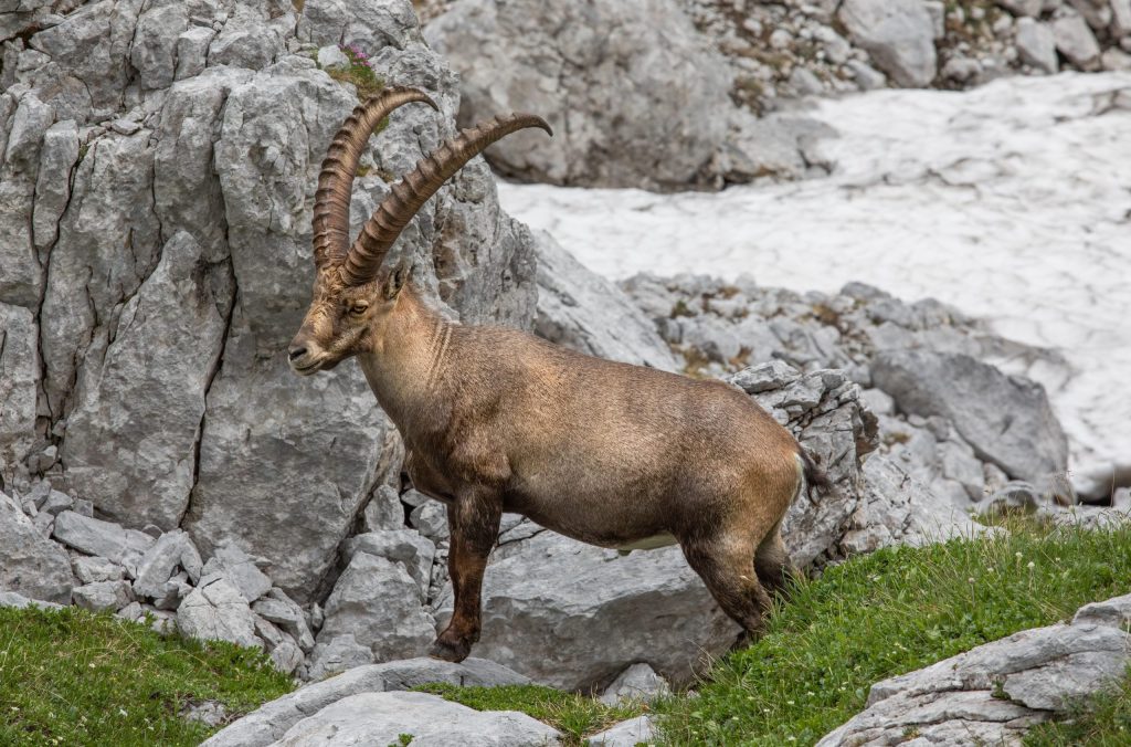 nature over borders, parco dello stelvio, stambecco