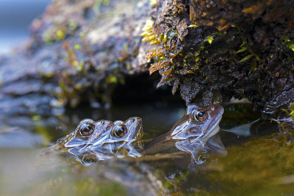 Foto di Georg Wietschorke da Pixabay

