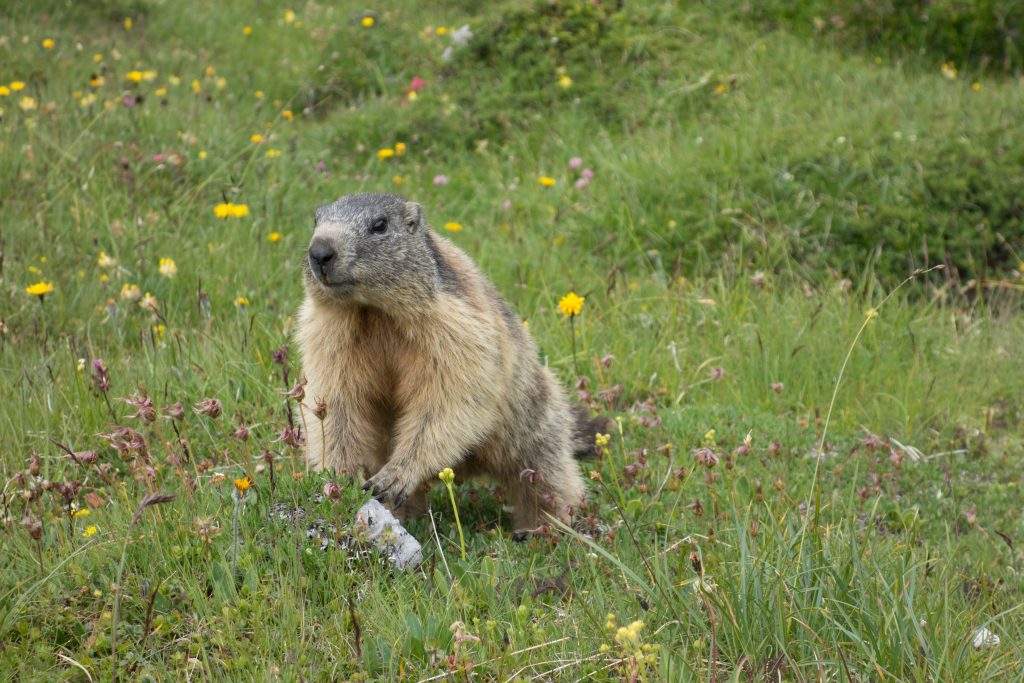 Marmotta - Foto di Tom da Pixabay
