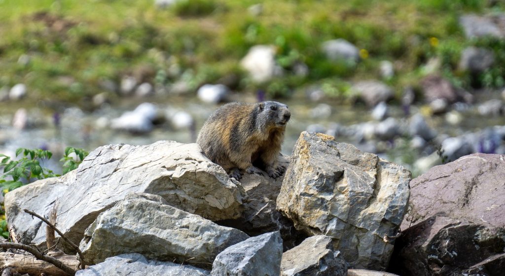 Marmotta - Foto di Jürgen Bierlein da Pixabay