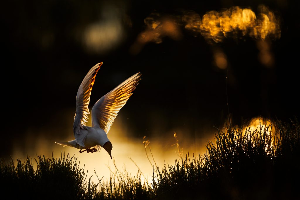 GDT Nature Photographer of the Year 2026 - Vincitore di categoria Birds - Radomir Jakubowski - Black-headed gull