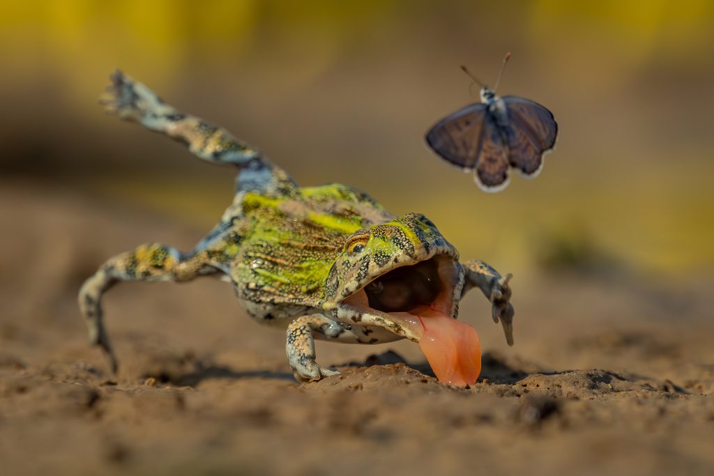 GDT Nature Photographer of the Year 2026 - Vincitore di categoria Other Animals - Jens Cullmann - Practice makes perfect