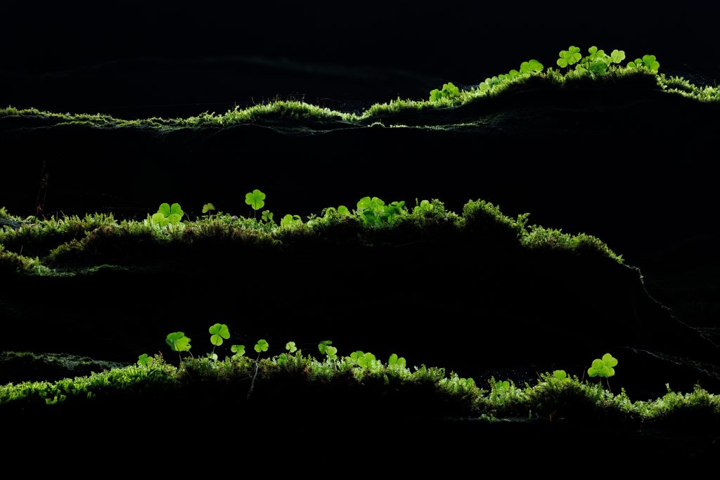 GDT Nature Photographer of the Year 2026 - Vincitore di categoria Plants and Fungi - Tobias Richter - Green lines