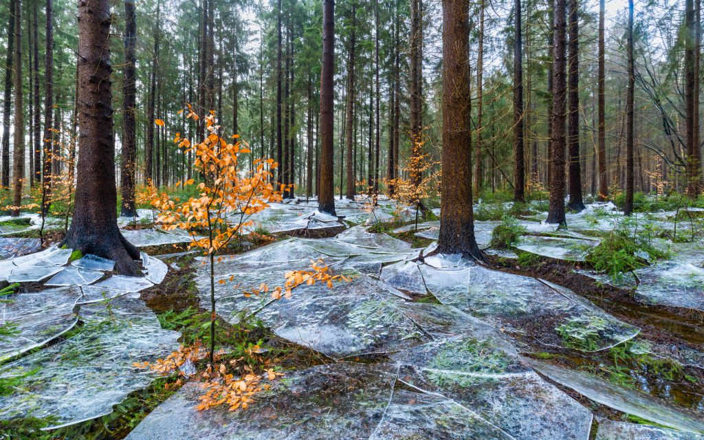 GDT Nature Photographer of the Year 2026 - Vincitore di categoria Landscapes - Eike Christian Wolff - Frozen forest