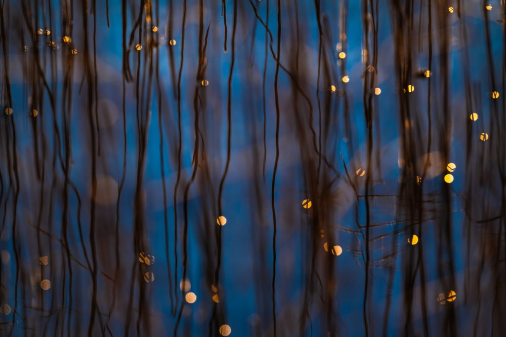 GDT Nature Photographer of the Year 2026 - Vincitore di categoria Nature