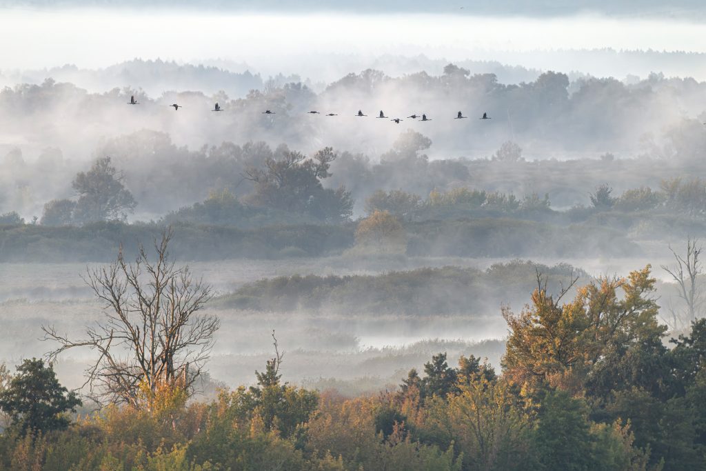 GDT Nature Photographer of the Year 2026 - Vincitore di categoria Special Category - Dieter Damschen - Rich in structure