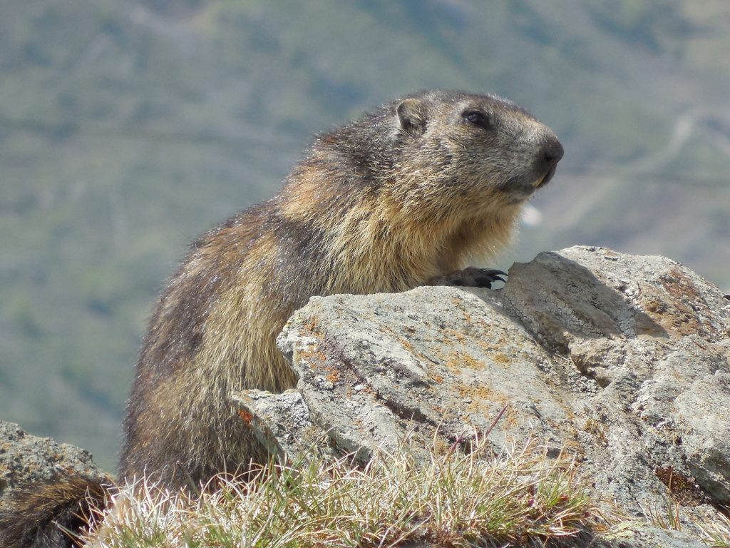 marmotte