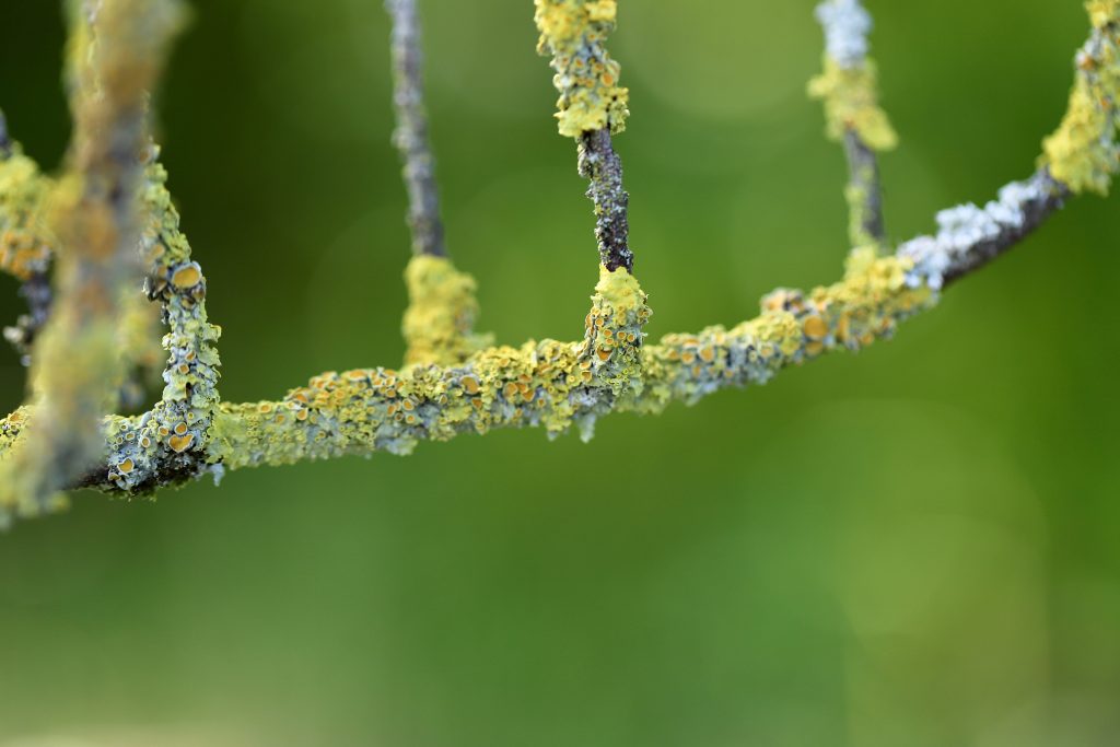 Licheni - Foto di Annette Meyer da Pixabay