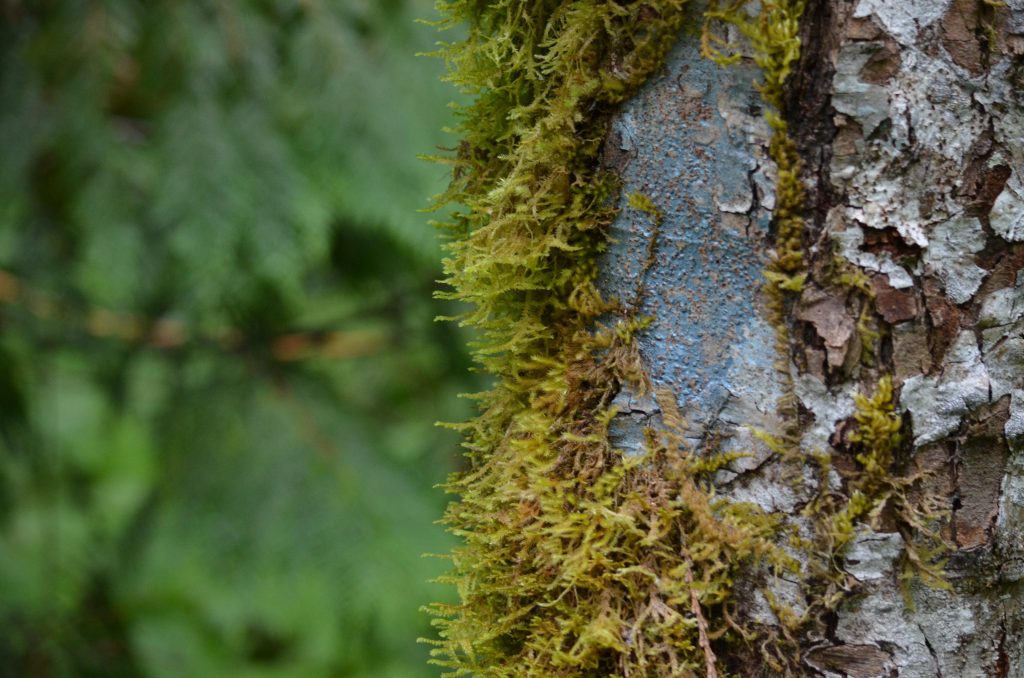 Foto di SurrealSanguine da Pixabay