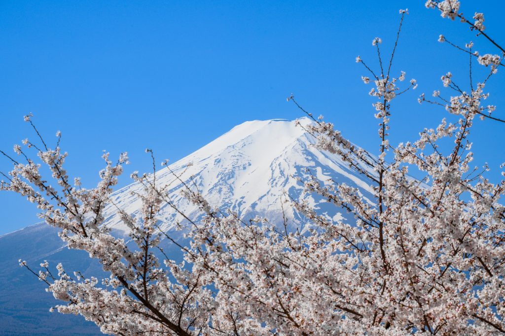 Monte Fuji tra i ciliegi in fiore - Foto di TRINH PHAM DIEP da Pixabay