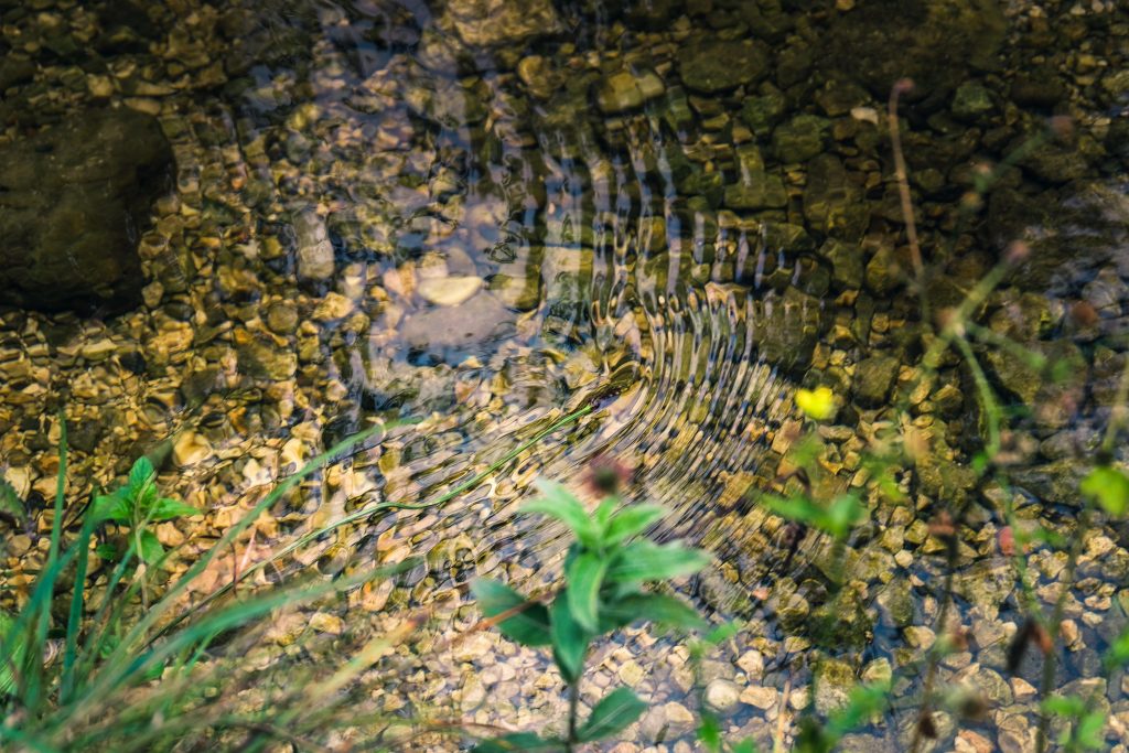 Foto di Marcus Wiegand da Pixabay