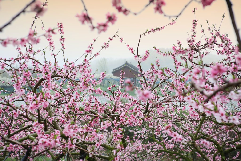 Sakura - Foto di 용한 배 da Pixabay