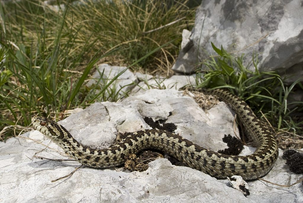 Vipera ursinii - Foto Benny Trapp - Wikimedia Commons, CC BY 3.0