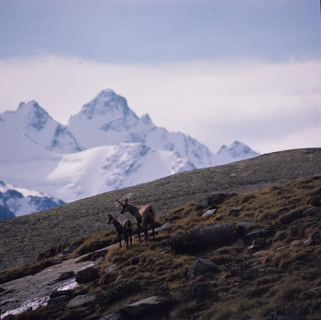 Camosci nel Gran Paradiso - Foto  CamDib - Wikimedia Commons, CC BY-SA 4.0