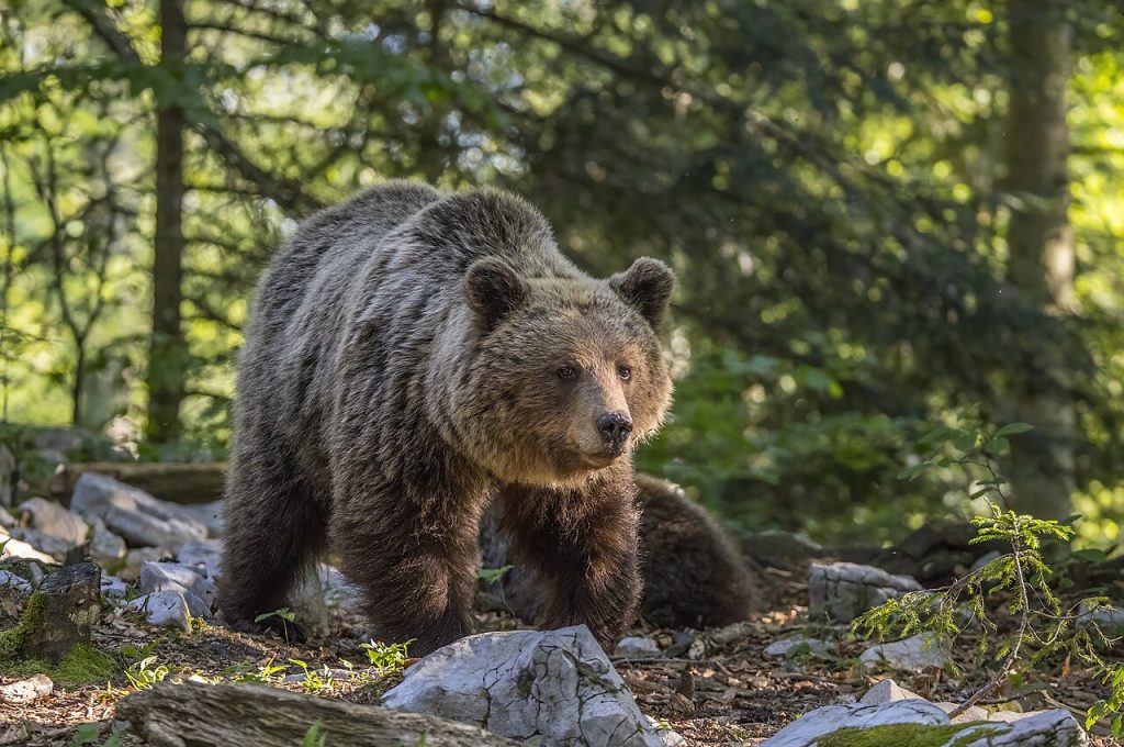 orso bruno, orsa kj1