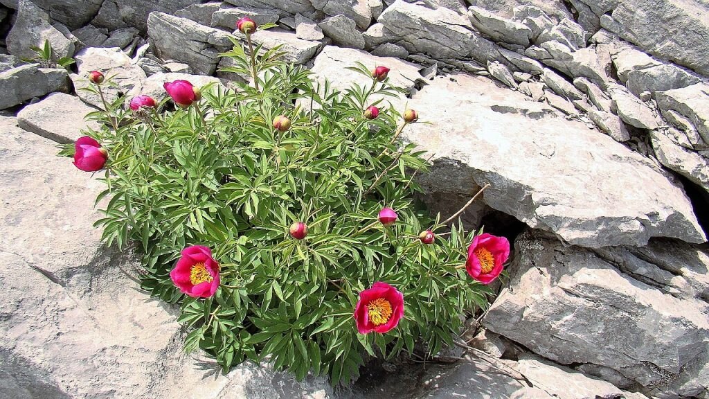 Paeonia officinalis - Foto SABENCIA Guillermo César Ruiz - Wikimedia Commons, CC BY-SA 4.0