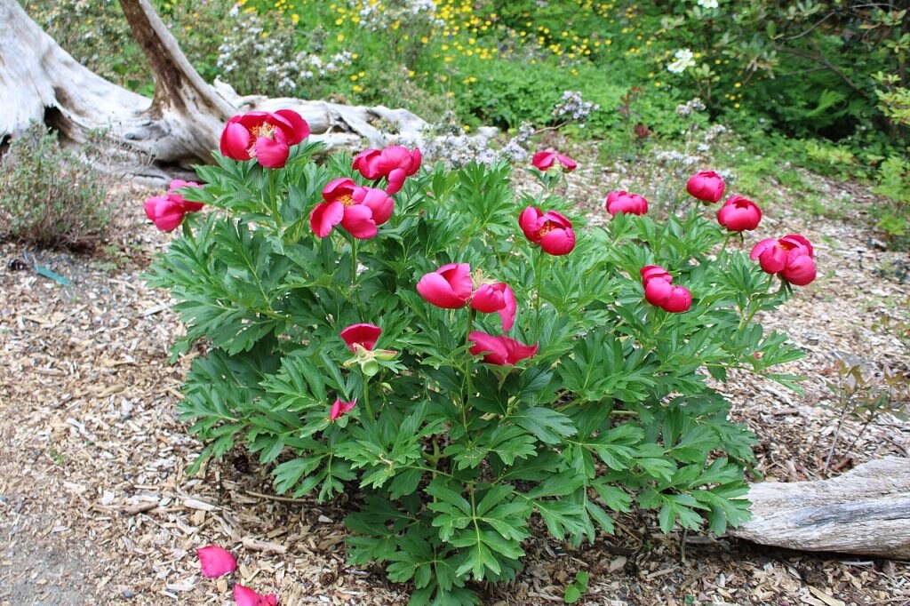 Paeonia peregrina - Foto Chris Light - Wikimedia Commons, CC BY-SA 4.0