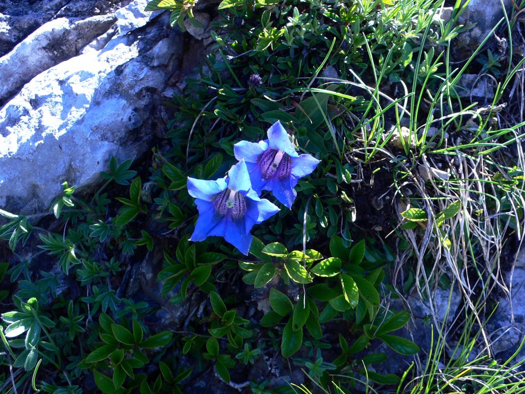 Genziana blu - Foto Carlo Maria Pensa - Archivio Pietro Pensa - Wikimedia Commons, CC BY-SA 3.0