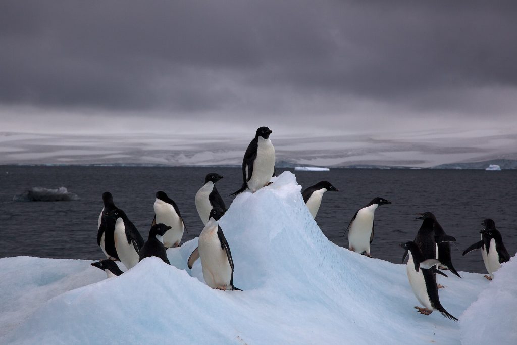 Pinguini di Adelia - Jason Auch - Wikimedia Commons, CC BY 2.0