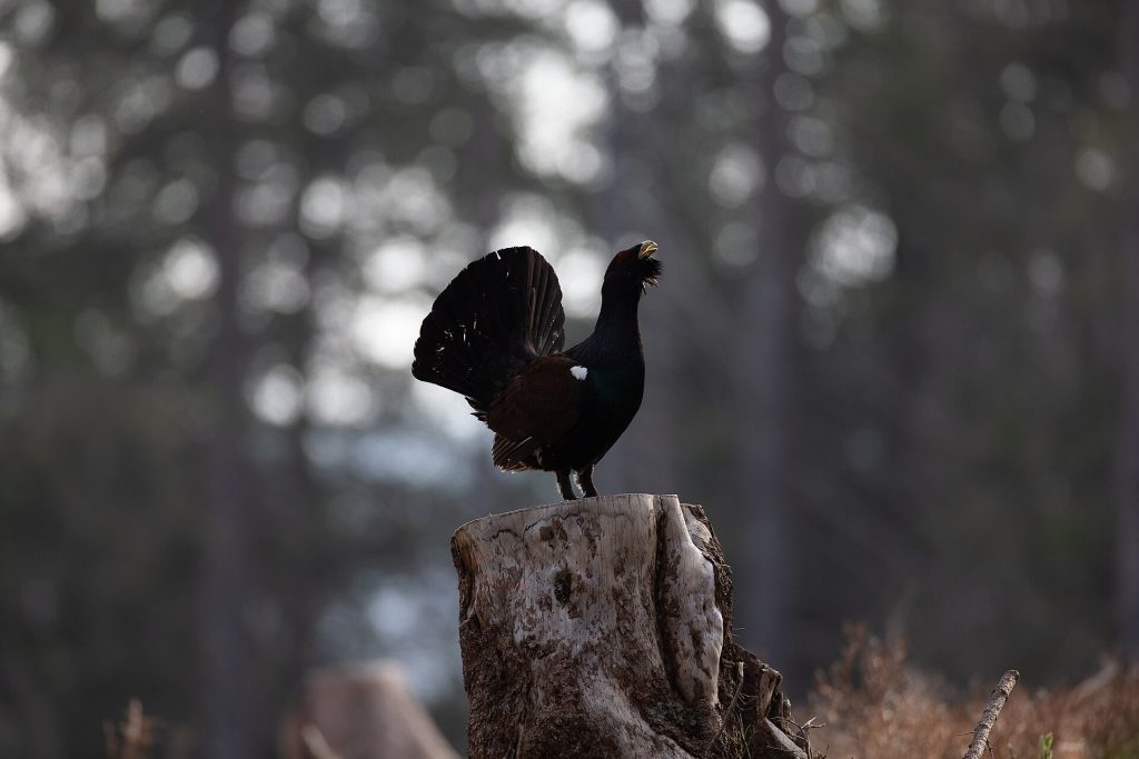 Maschio di gallo cedrone - Foto Zwerger-r-leben - Wikimedia Commons, CC BY-SA 4.0