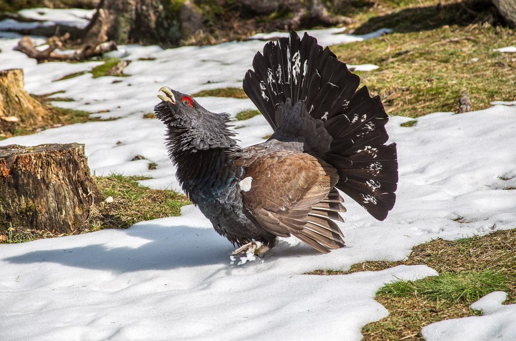 gallo cedrone, val di fassa