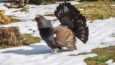 gallo cedrone, val di fassa