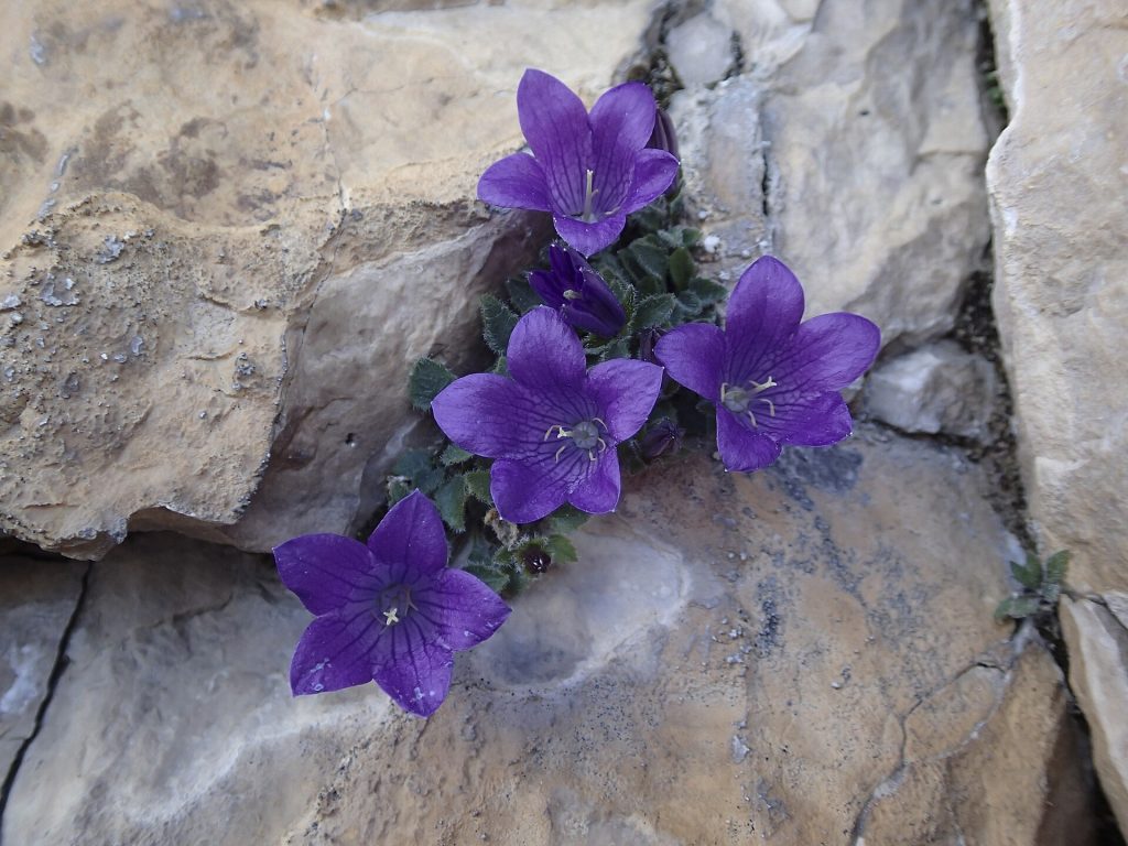 Campanula morettiana - Foto Andrea Schieber - Wikimedia Commons, CC BY-SA 2.0